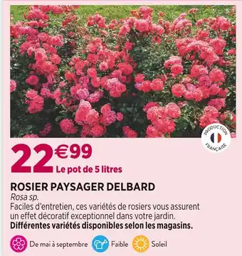 Delbard DELBARD ROSIER PAYSAGER offre