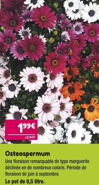 Point Vert Osteospermum offre
