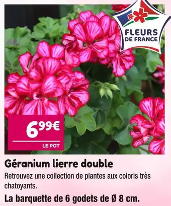 Point Vert Géranium lierre double offre