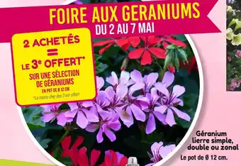 Géranium lierre simple, double ou zonal