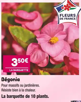 Point Vert Bégonia offre