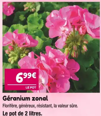 Point Vert Géranium zonal offre