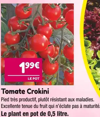 Point Vert Tomate Crokini offre