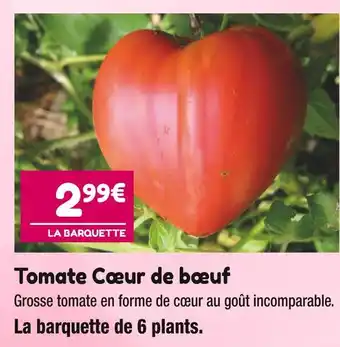 Point Vert Tomate Cœur de bœuf offre