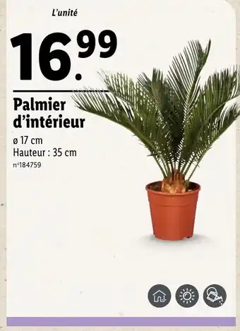 Lidl Palmier d'intérieur offre