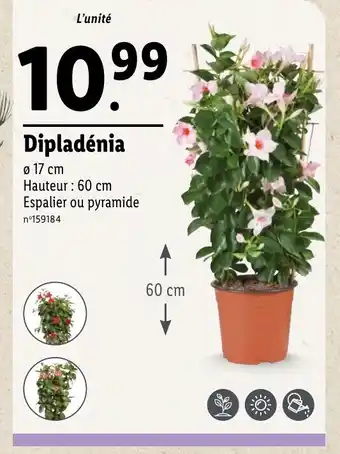 Lidl Dipladénia offre