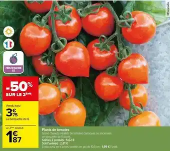 Carrefour Plants de tomates offre