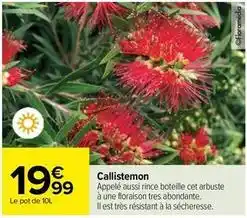 Carrefour Callistemon offre