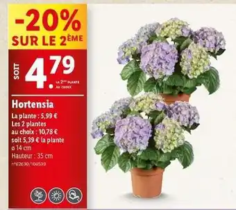 Lidl Hortensia offre