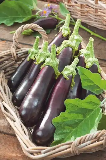 Carrefour Aubergine offre