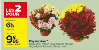 Chrysanthème