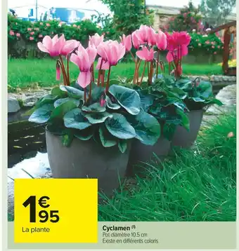 Carrefour Market Cyclamen offre
