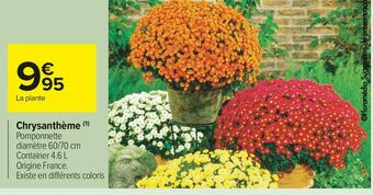 Chrysanthème