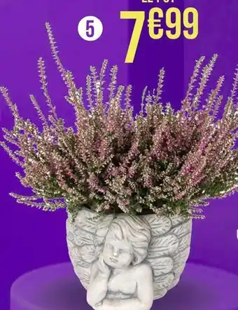 Calluna