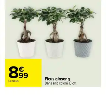 Carrefour Ficus ginseng offre