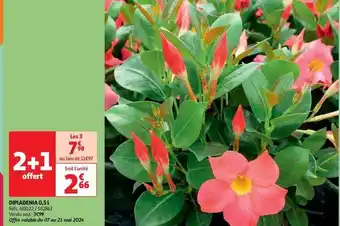 Dipladenia
