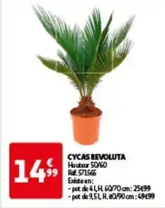 Auchan Cycas revoluta offre