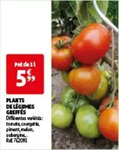 Auchan Plants de légumes greffés offre