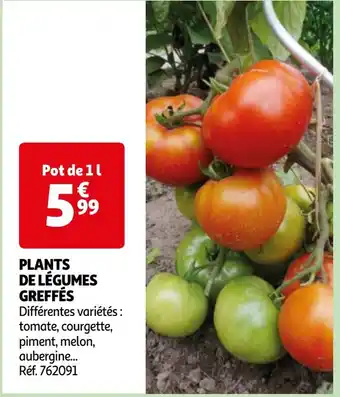 Auchan PLANTS DE LÉGUMES GREFFÉS offre