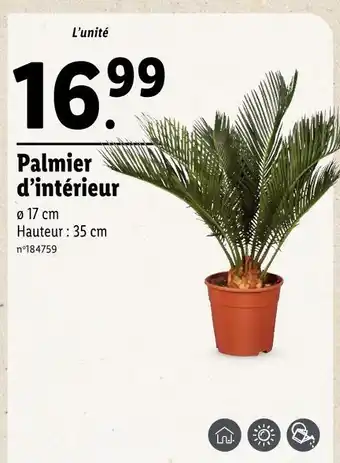 Lidl Palmier d’intérieur offre