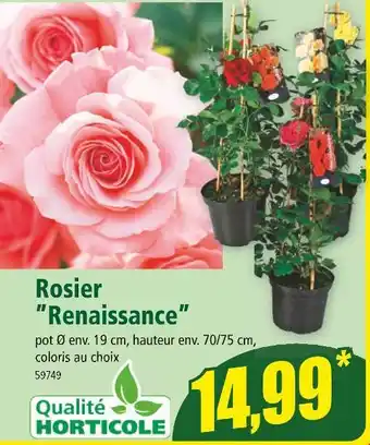 Norma Rosier ”Renaissance” offre