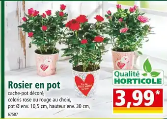 Norma Rosier en pot offre