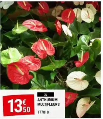 Gamm vert ANTHURIUM MULTIFLEURS offre