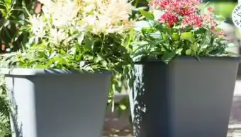 Gamm vert POT CARRE CHORUS offre