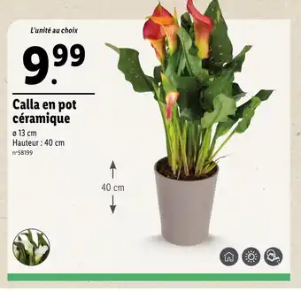 Lidl Calla en pot céramique offre