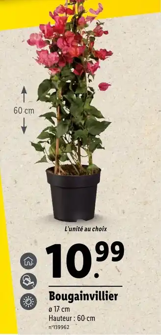 Lidl Bougainvillier offre