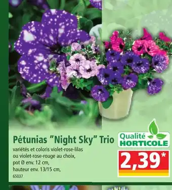 Norma Pétunias "Night Sky" Trio offre