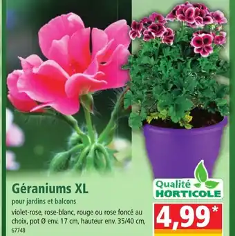 Norma Géraniums XL offre