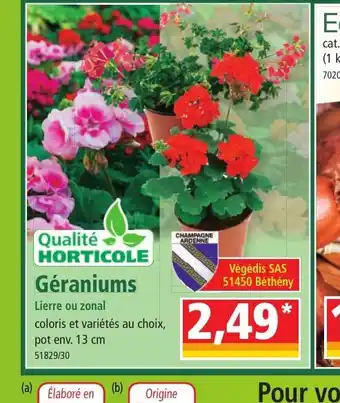 Norma Géraniums offre