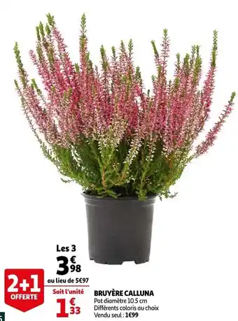 Bruyère calluna
