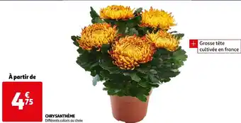 Auchan Chrysanthème offre