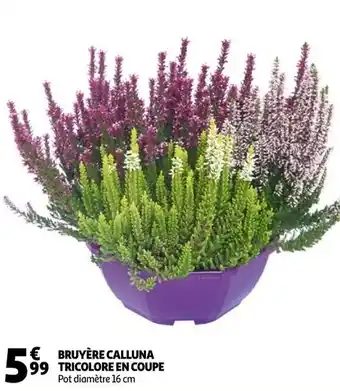 Auchan Bruyère calluna tricolore en coupe offre