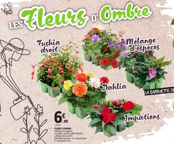 E.Leclerc FLEURS D'OMBRE offre