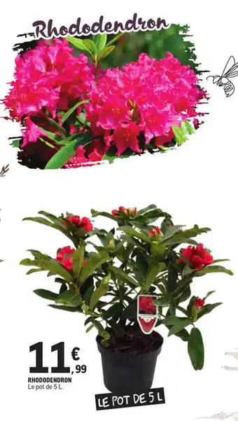 E.Leclerc RHODODENDRON offre