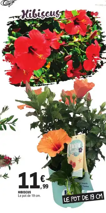 E.Leclerc HIBISCUS offre