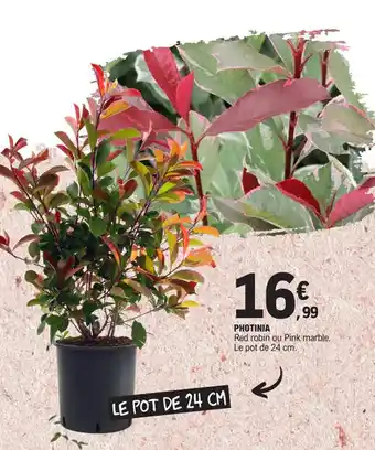 E.Leclerc PHOTINIA offre