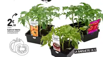 E.Leclerc PLANTS DE TOMATES offre