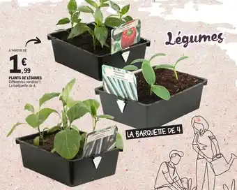 E.Leclerc PLANTS DE LÉGUMES offre