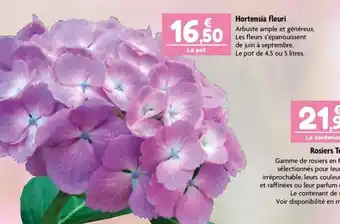 Point Vert Hortensia fleuri offre