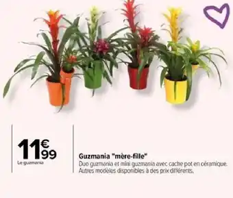 Guzmania "mère-fille"