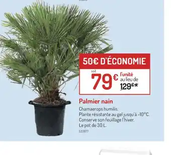 Botanic Palmier nain offre