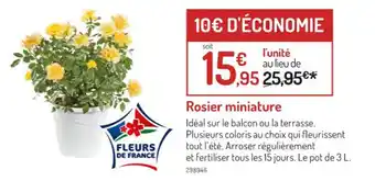 Botanic Rosier miniature offre