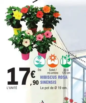 E.Leclerc Jardi HIBISCUS ROSAÉté Soleil / SINENSIS offre