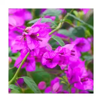 Bricorama Bougainvillier Violet de Mèze/Pot de 3L - 60/120 cm offre