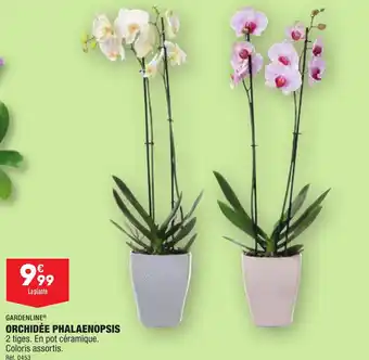 ALDI ORCHIDÉE PHALAENOPSIS offre