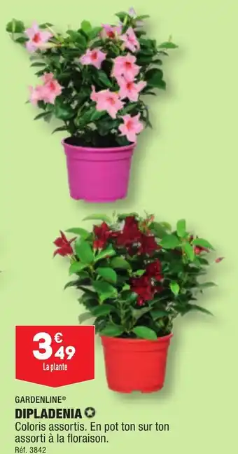 ALDI DIPLADENIA✪ offre